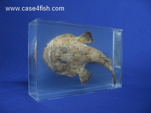 Foto Galerie/Lophiiformes/Lophius piscatorius/Lophius piscatorius_02_S.jpg